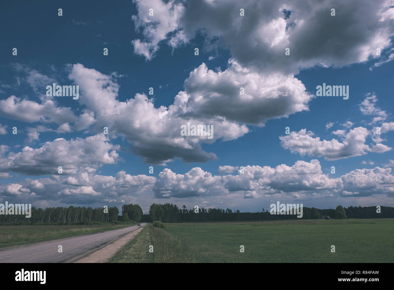 sunny meadow with different flowers in summer day with clear weather ...