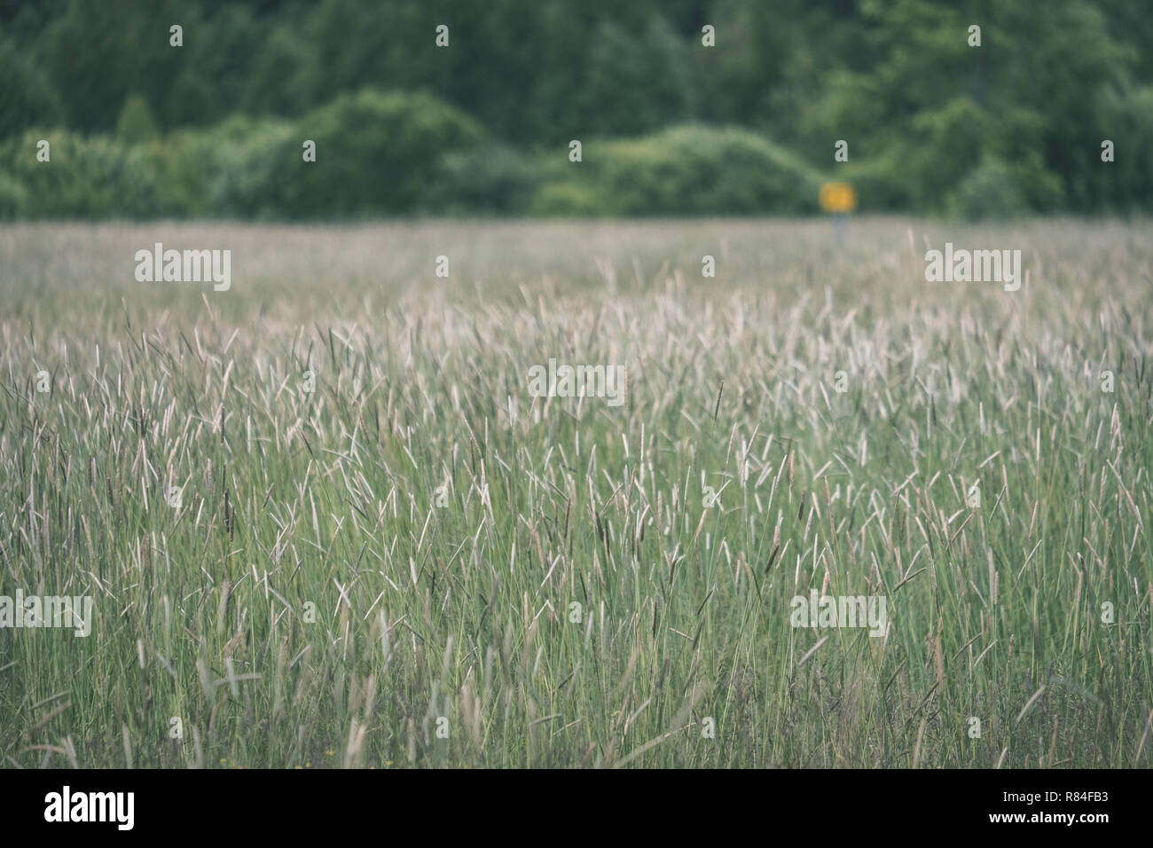 sunny meadow with different flowers in summer day with clear weather ...