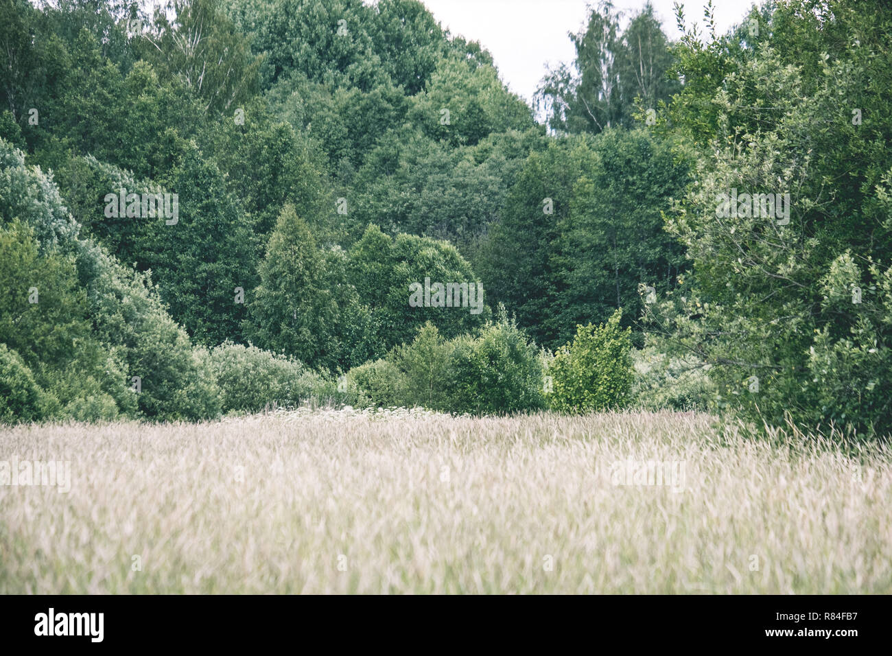 sunny meadow with different flowers in summer day with clear weather ...