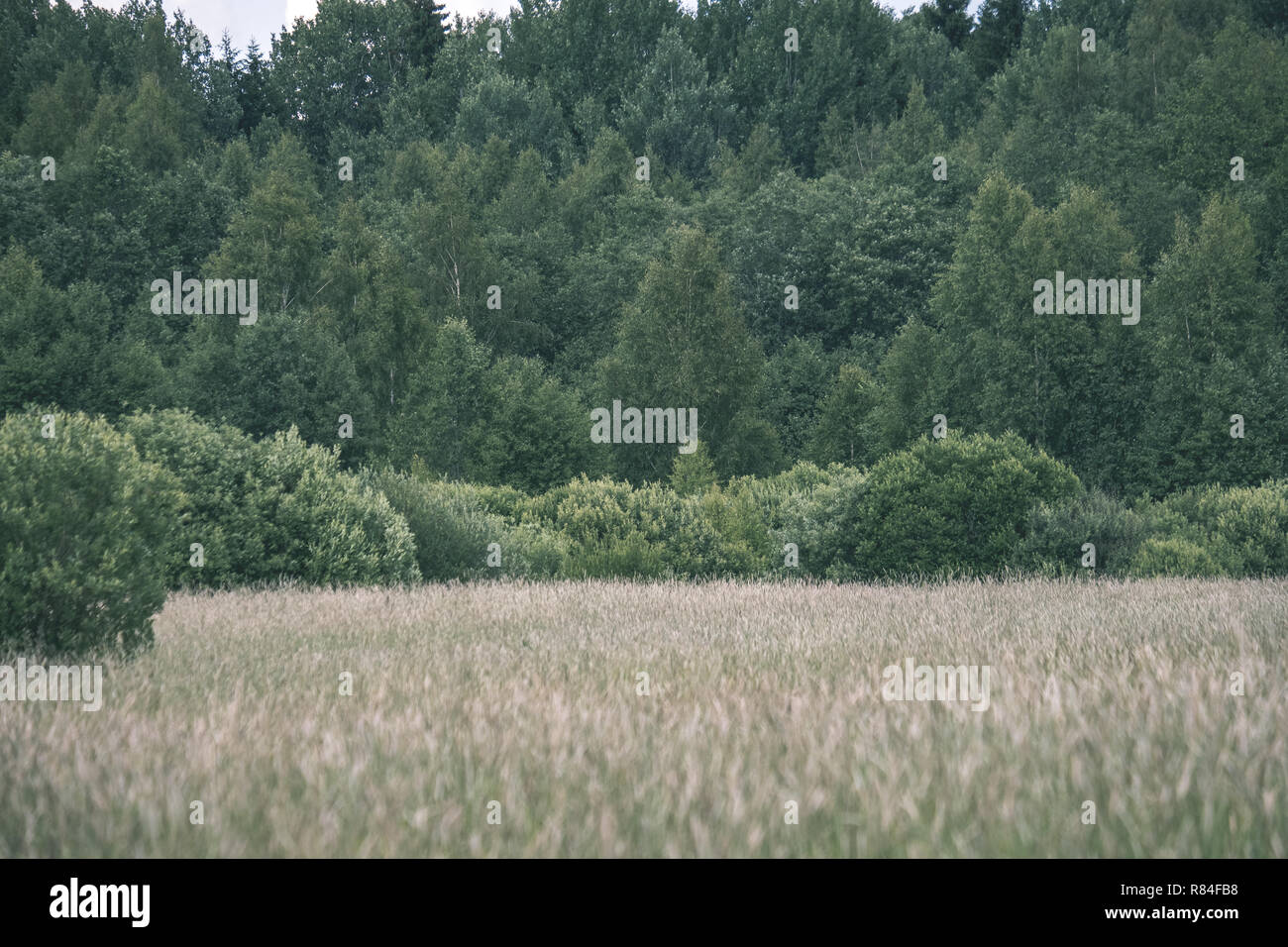 sunny meadow with different flowers in summer day with clear weather ...