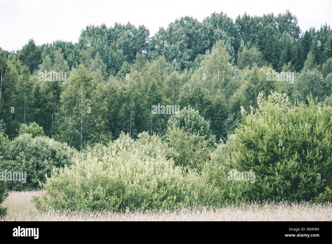 sunny meadow with different flowers in summer day with clear weather ...