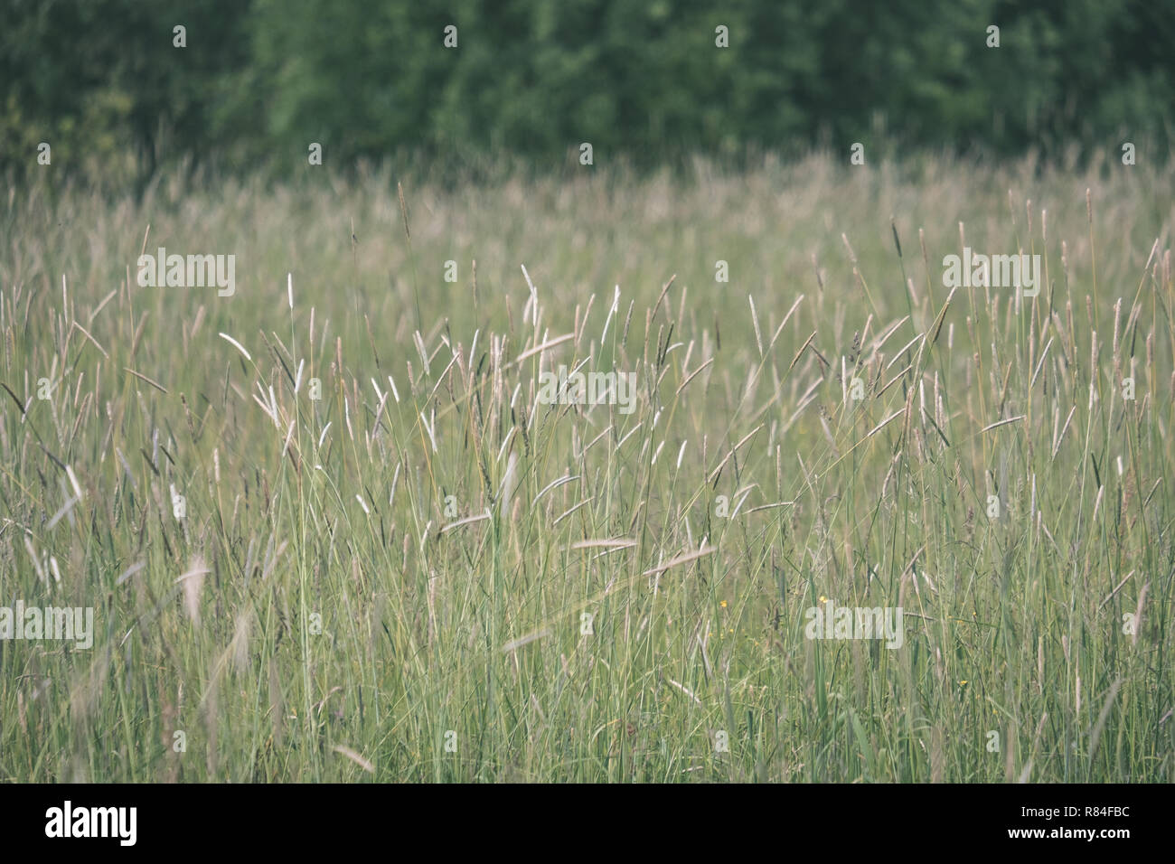 sunny meadow with different flowers in summer day with clear weather ...