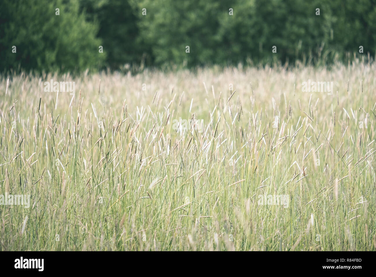 sunny meadow with different flowers in summer day with clear weather ...
