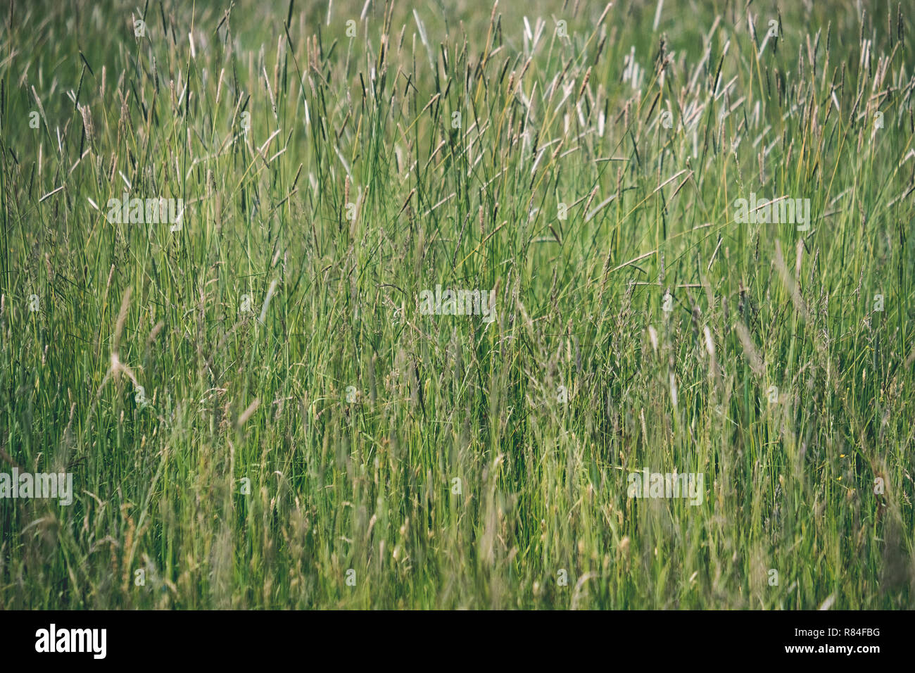 sunny meadow with different flowers in summer day with clear weather ...