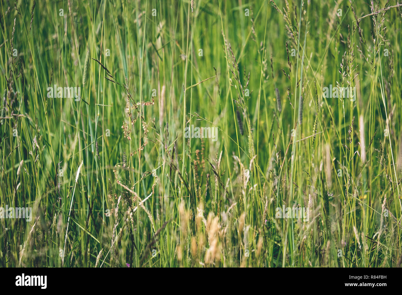 sunny meadow with different flowers in summer day with clear weather ...