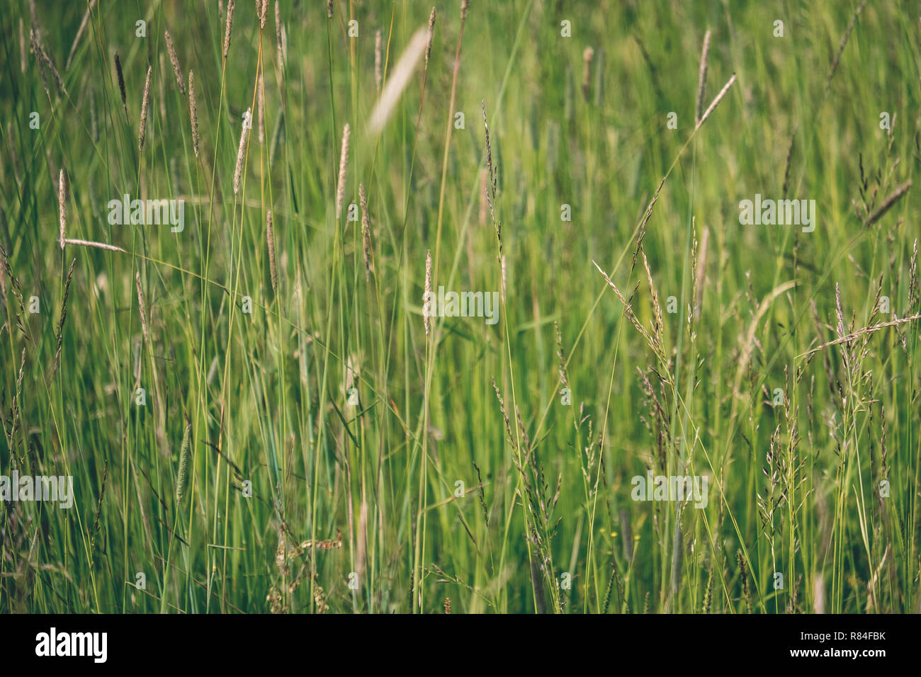 sunny meadow with different flowers in summer day with clear weather ...