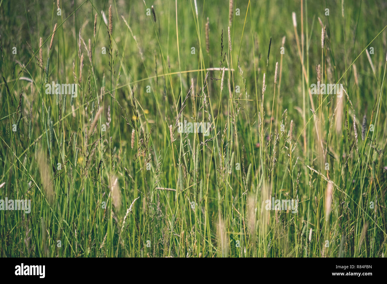 sunny meadow with different flowers in summer day with clear weather ...