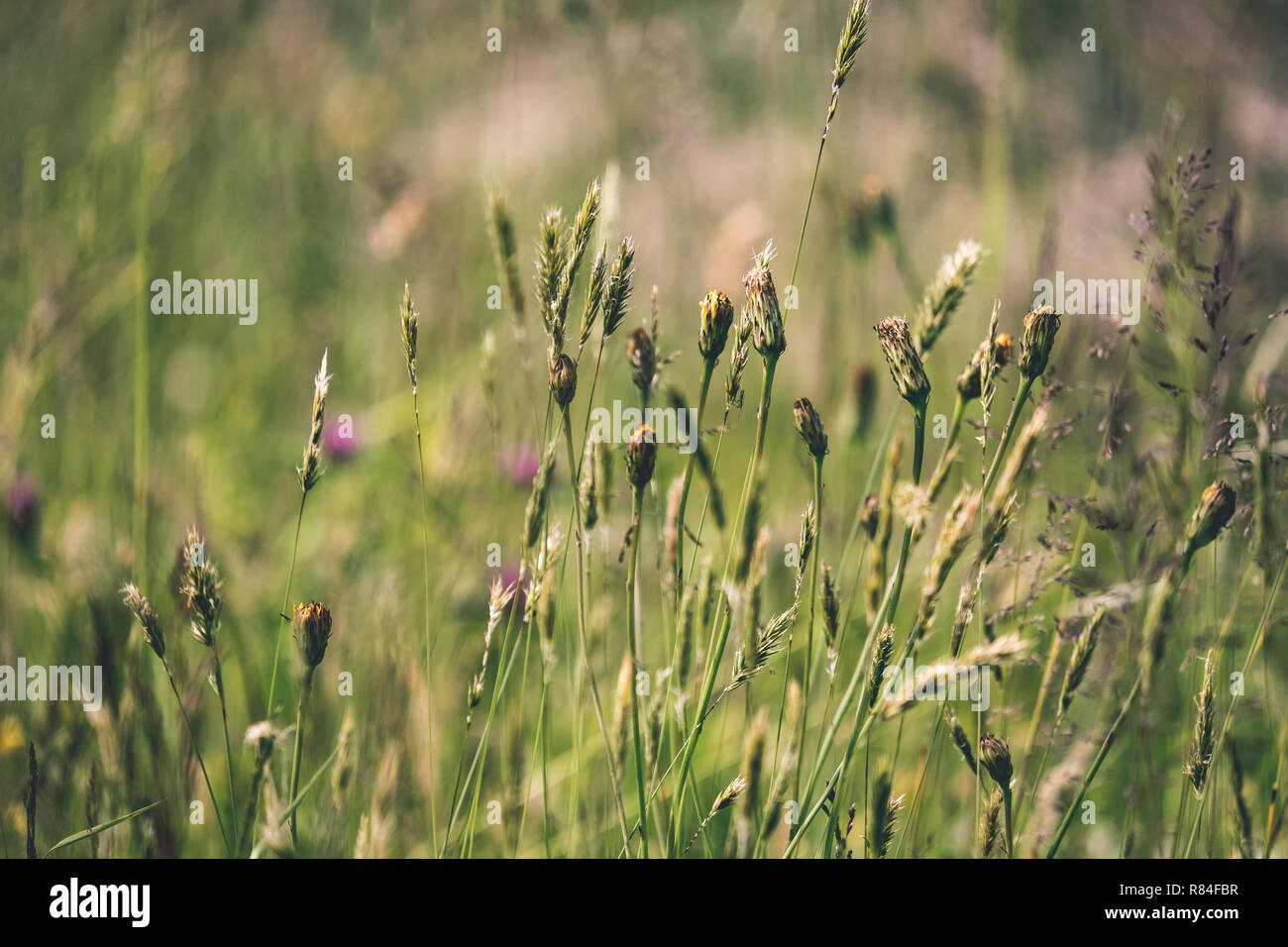 sunny meadow with different flowers in summer day with clear weather ...