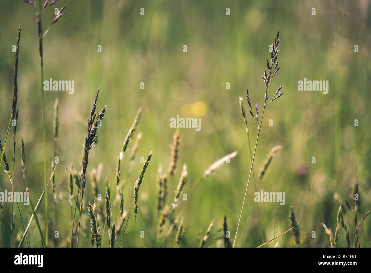 sunny meadow with different flowers in summer day with clear weather ...