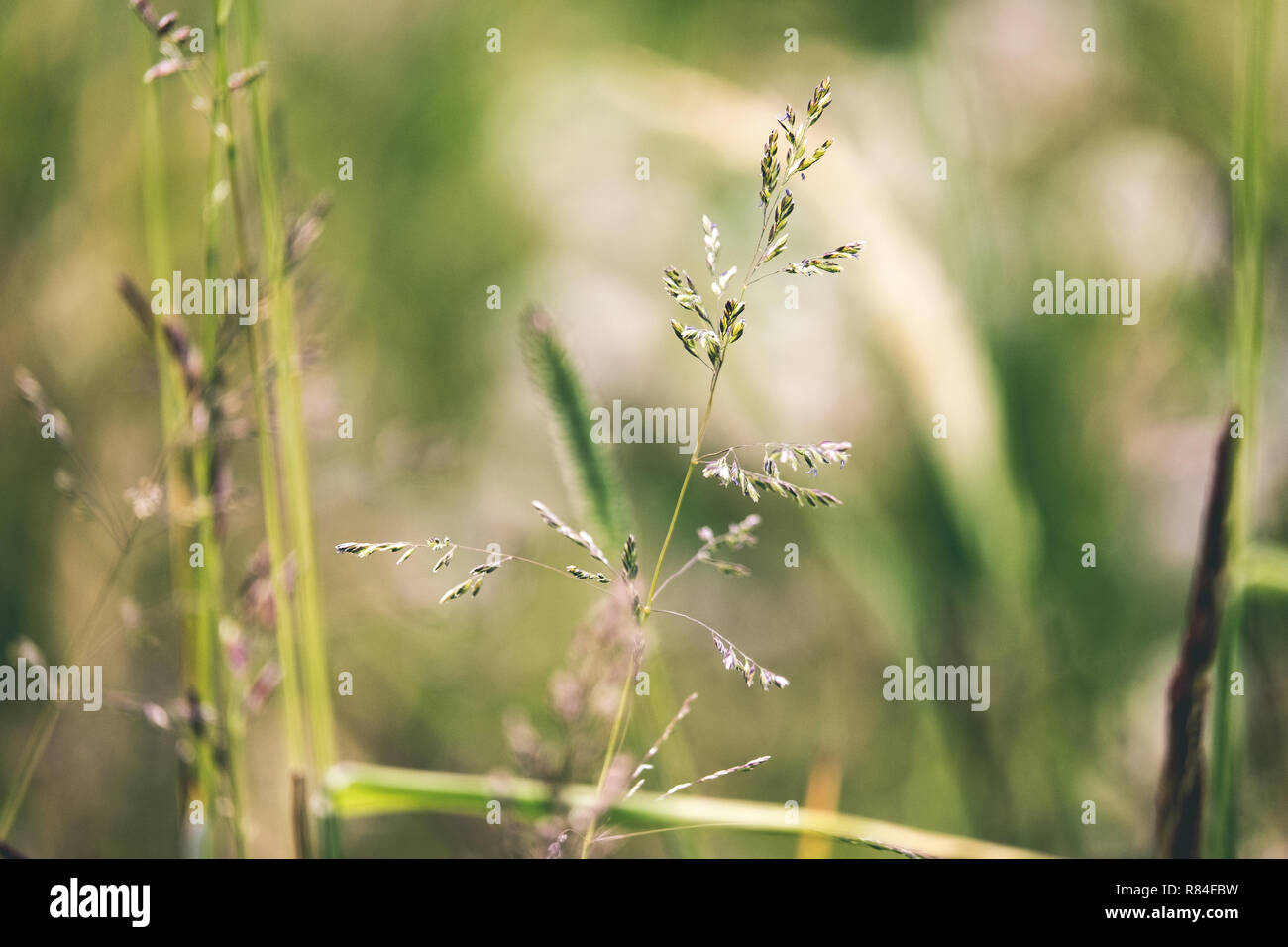 sunny meadow with different flowers in summer day with clear weather ...
