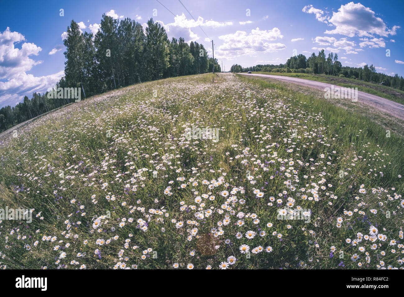sunny meadow with different flowers in summer day with clear weather ...