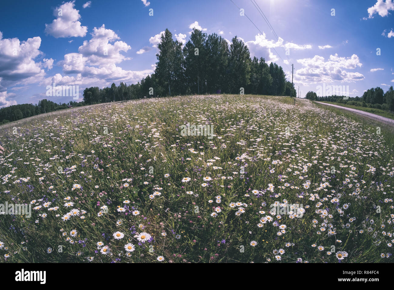 sunny meadow with different flowers in summer day with clear weather ...