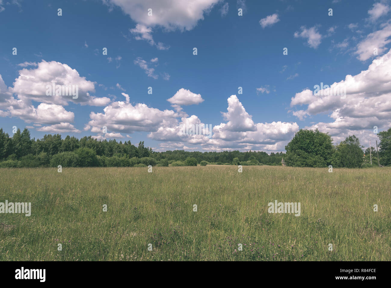 sunny meadow with different flowers in summer day with clear weather ...