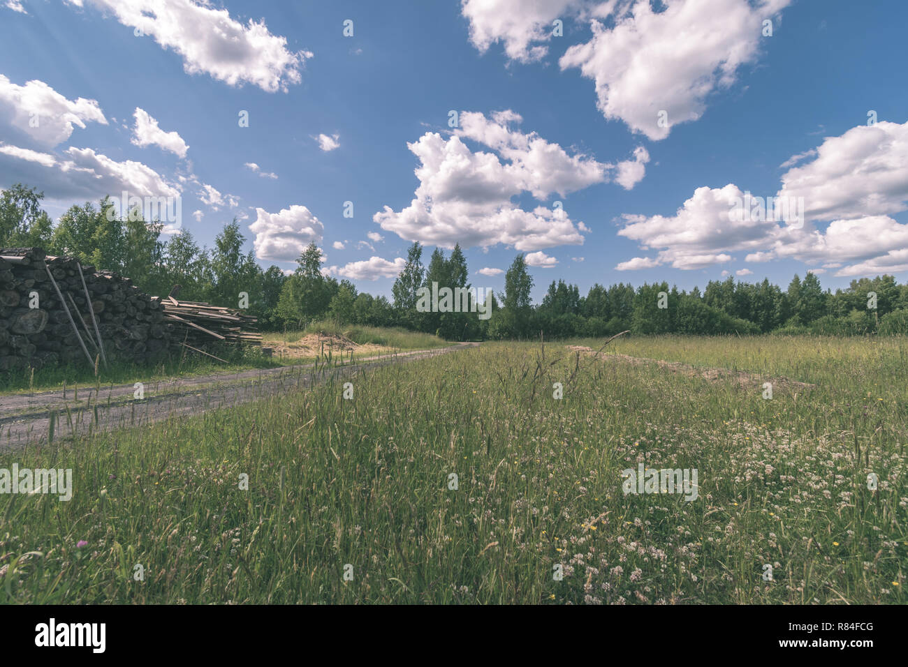 sunny meadow with different flowers in summer day with clear weather ...