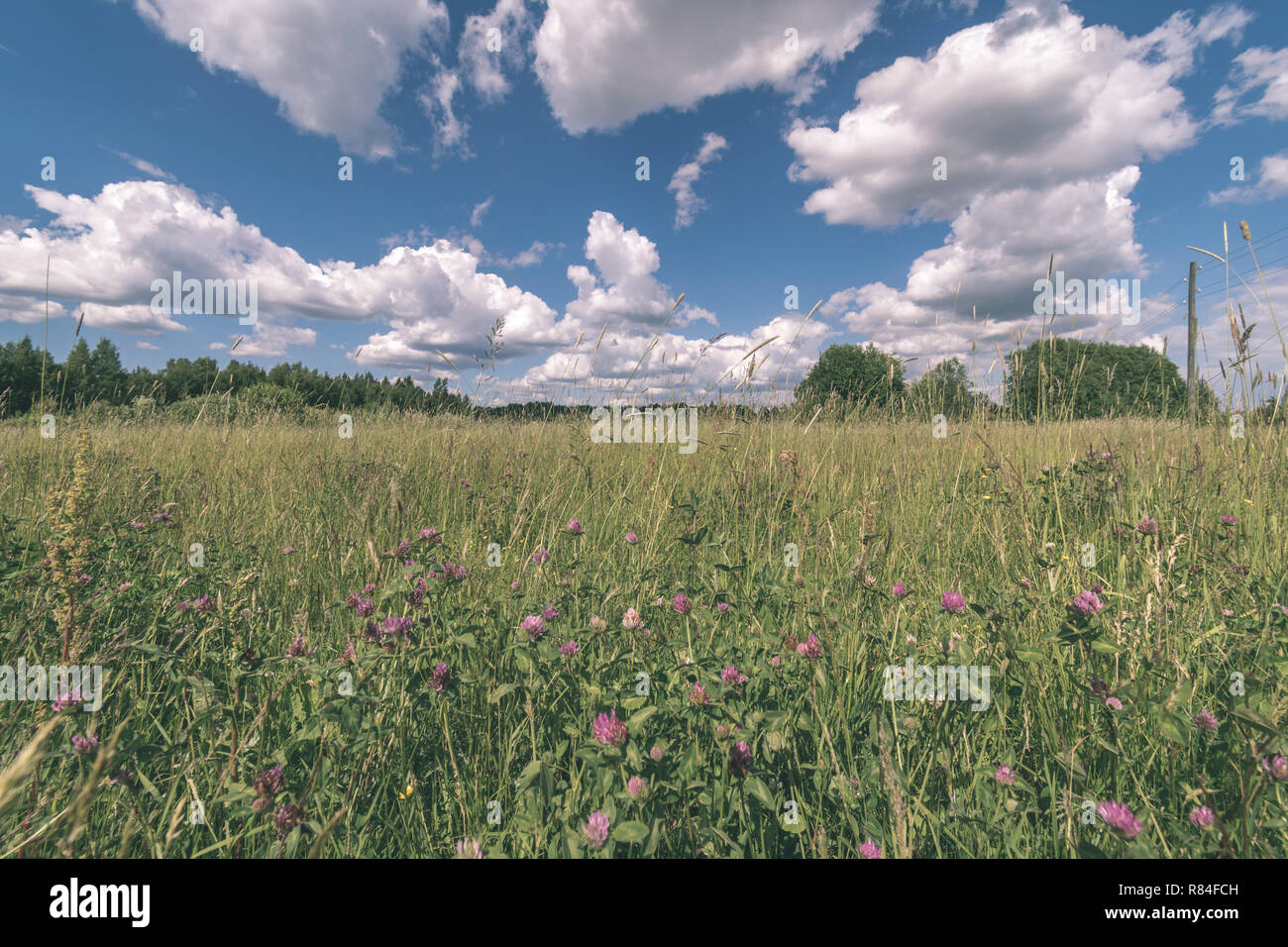 sunny meadow with different flowers in summer day with clear weather ...