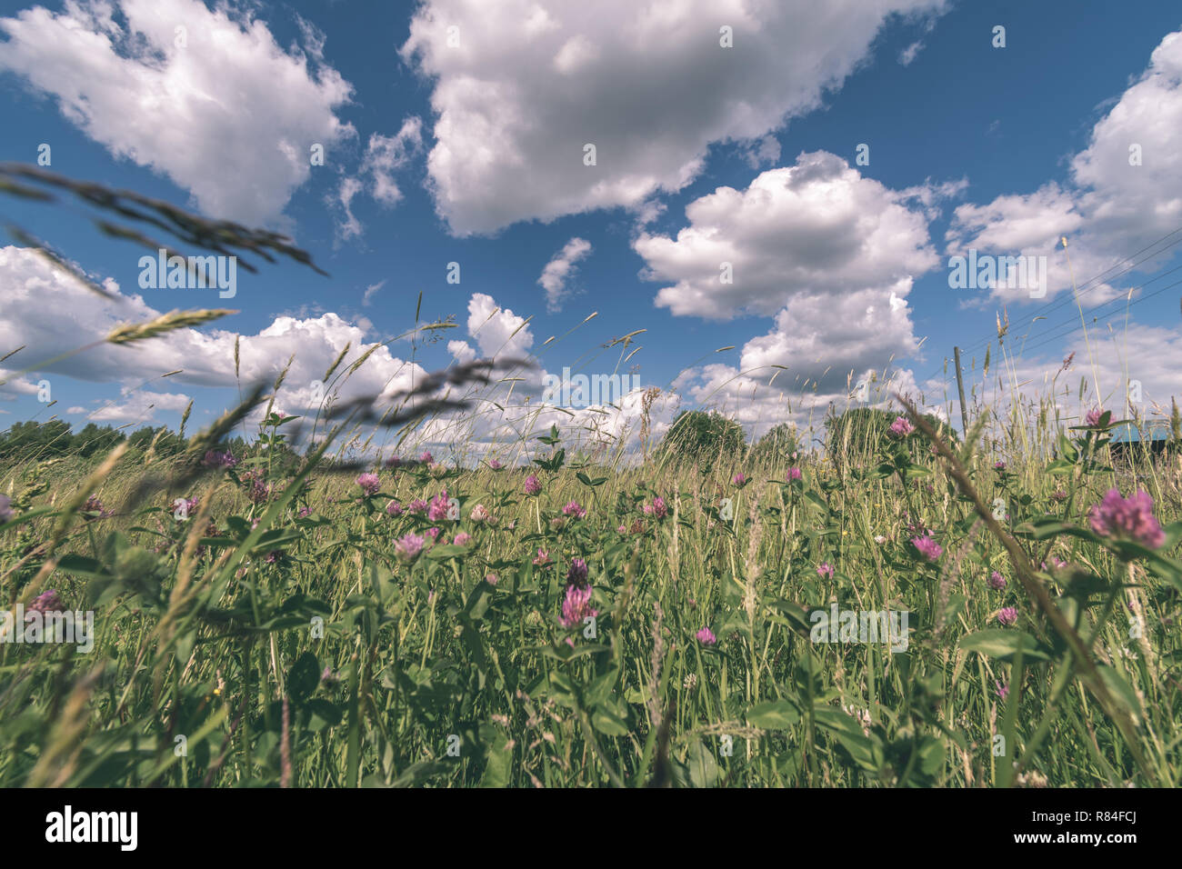 sunny meadow with different flowers in summer day with clear weather ...