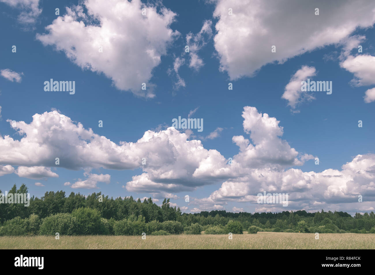 sunny meadow with different flowers in summer day with clear weather ...