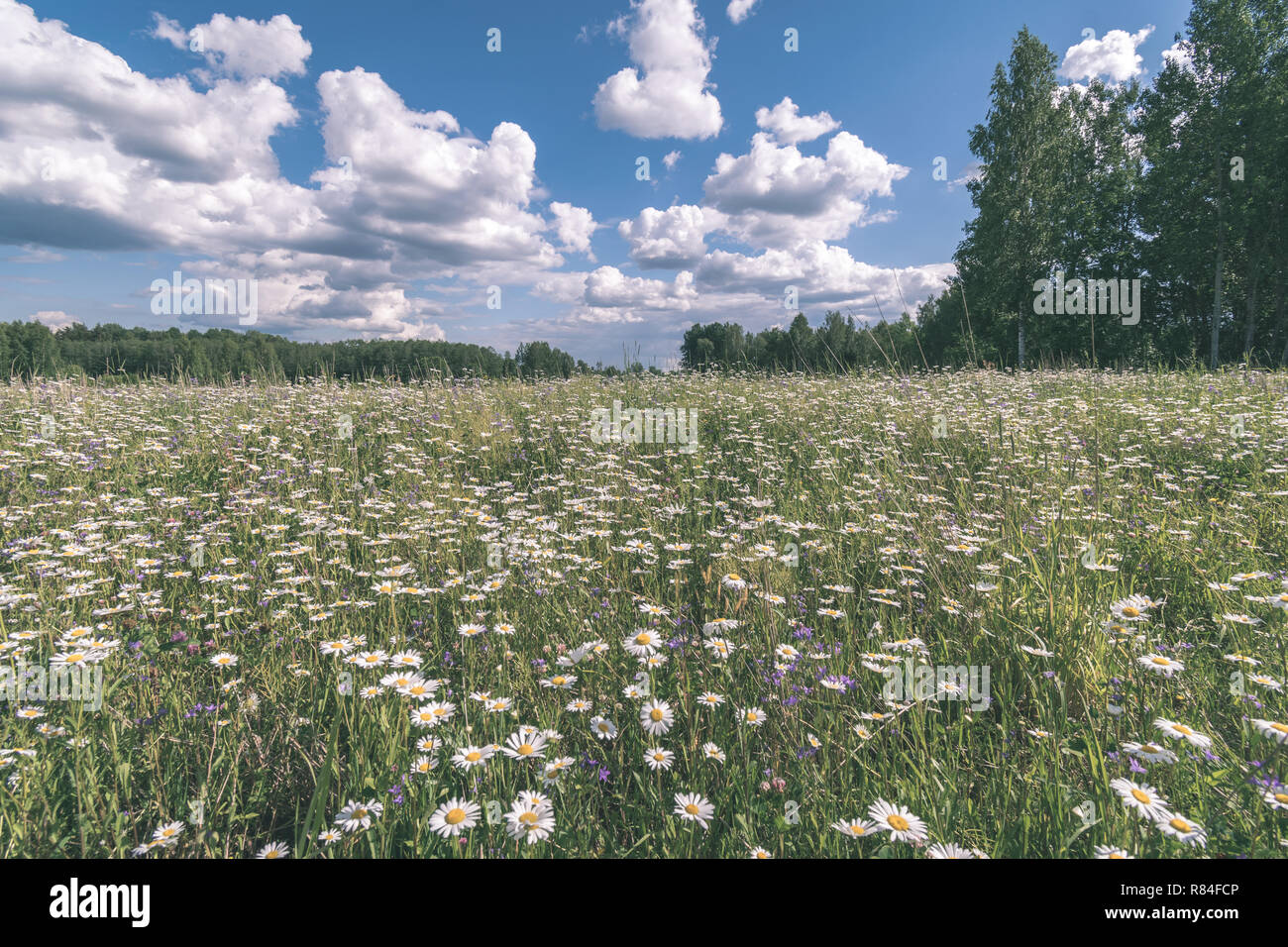 sunny meadow with different flowers in summer day with clear weather ...