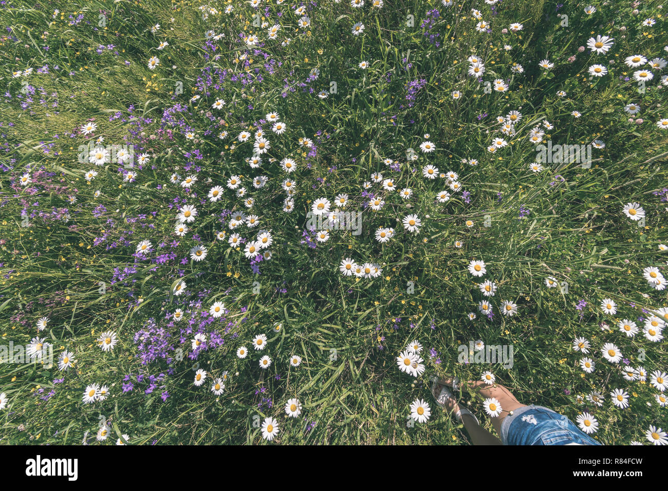 sunny meadow with different flowers in summer day with clear weather ...