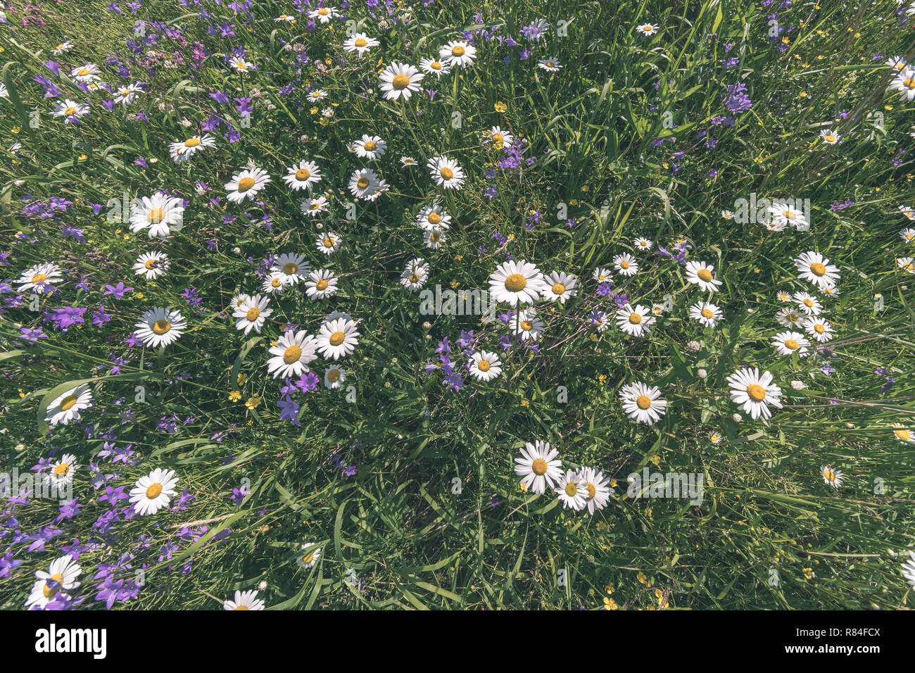 sunny meadow with different flowers in summer day with clear weather ...