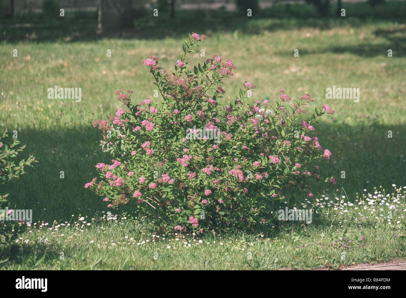sunny meadow with different flowers in summer day with clear weather ...