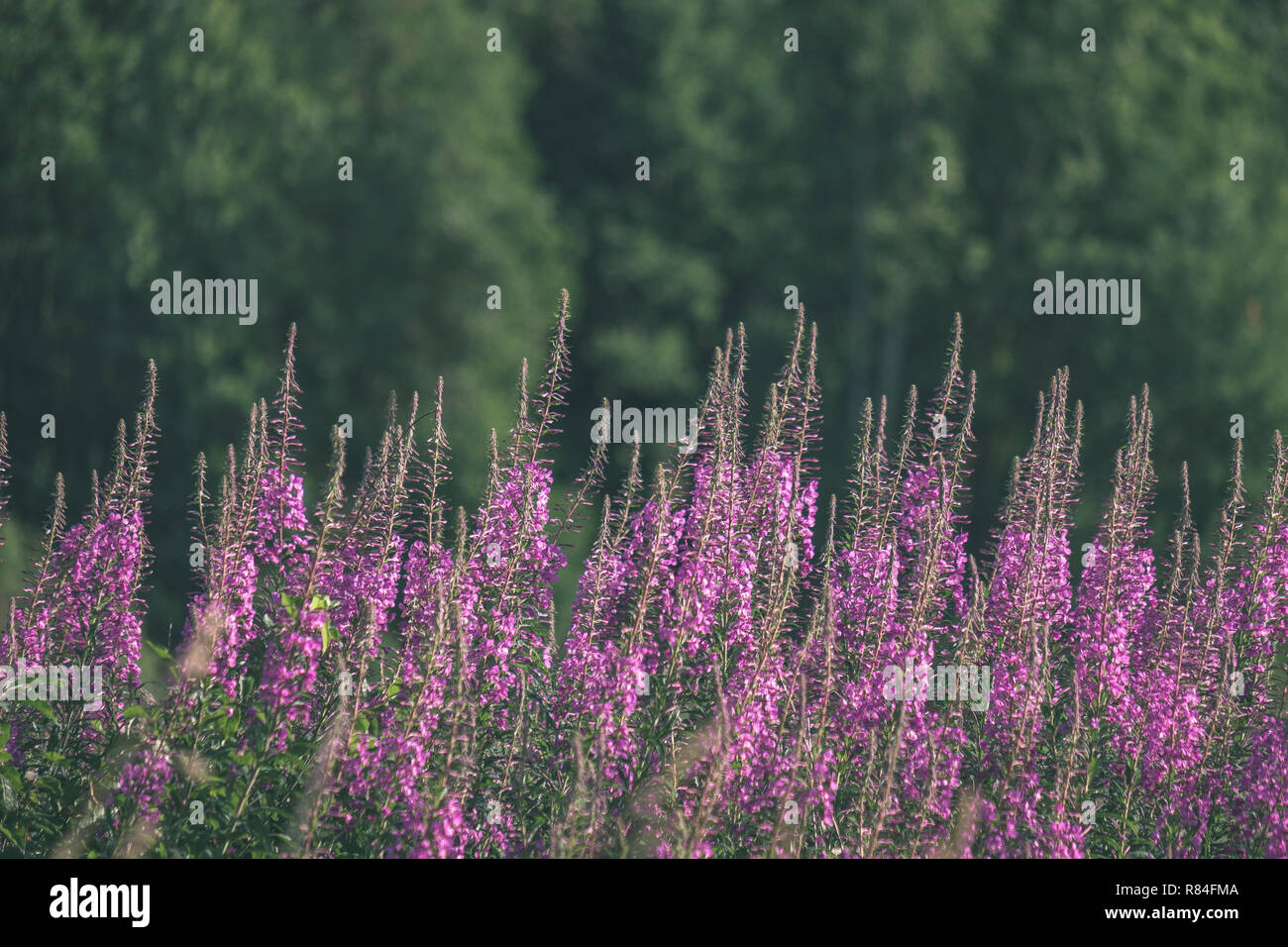 sunny meadow with different flowers in summer day with clear weather ...