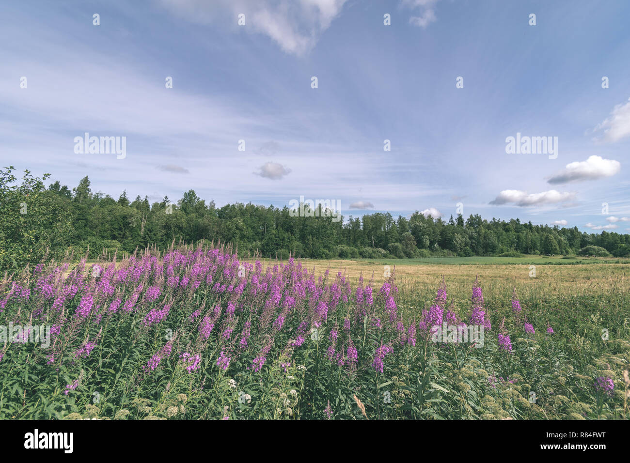 sunny meadow with different flowers in summer day with clear weather ...