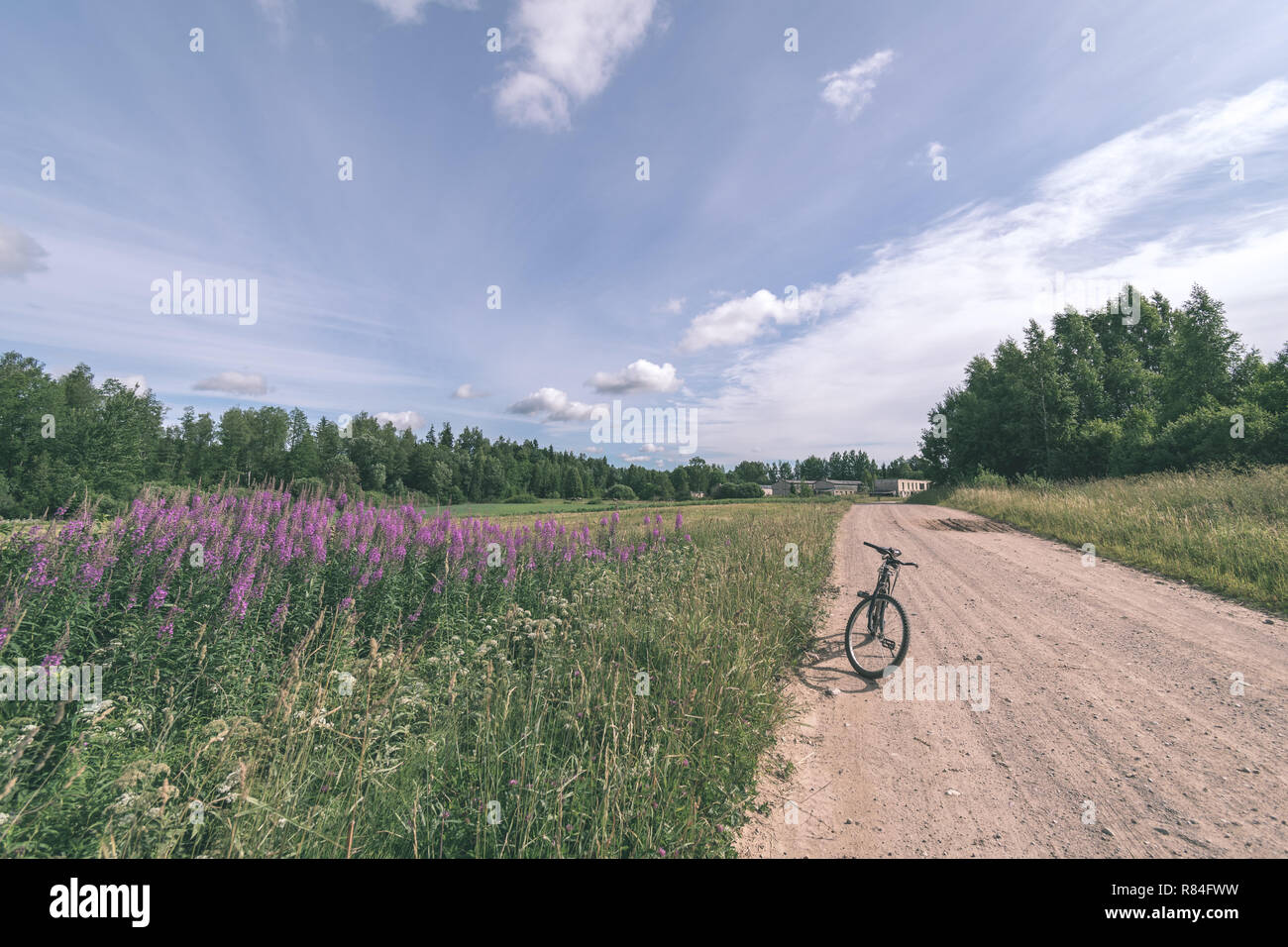 sunny meadow with different flowers in summer day with clear weather ...