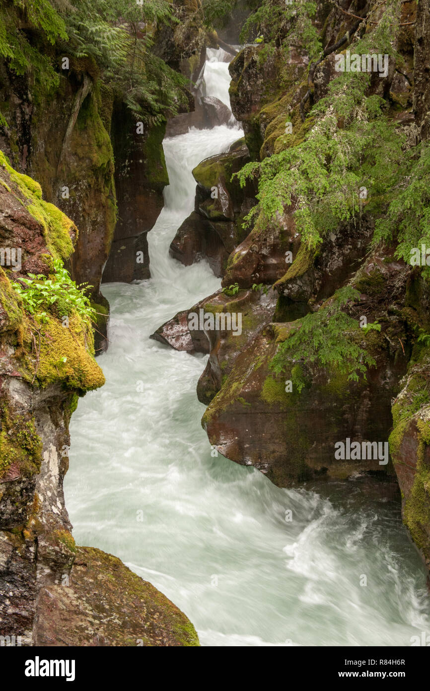 Avalanche Creek accessible via a mostly boardwalk trail on Trail of the Cedars in Glacier National Park, Montana, USA Stock Photo