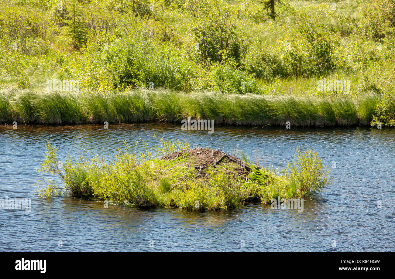 Beaver lodge in Patricia Lake near Jasper, Jasper National Park, Alberta, Canada. Stock Photo