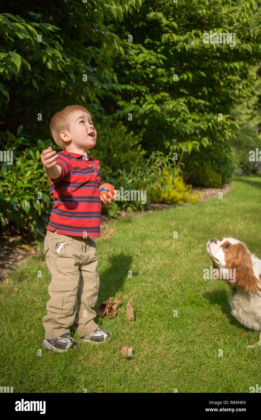 Issaquah, Washington, USA.  Two year old boy and Mandy, a Cavalier King Charles Spaniel dog, looking up and waiting for at a ball that he through up i Stock Photo