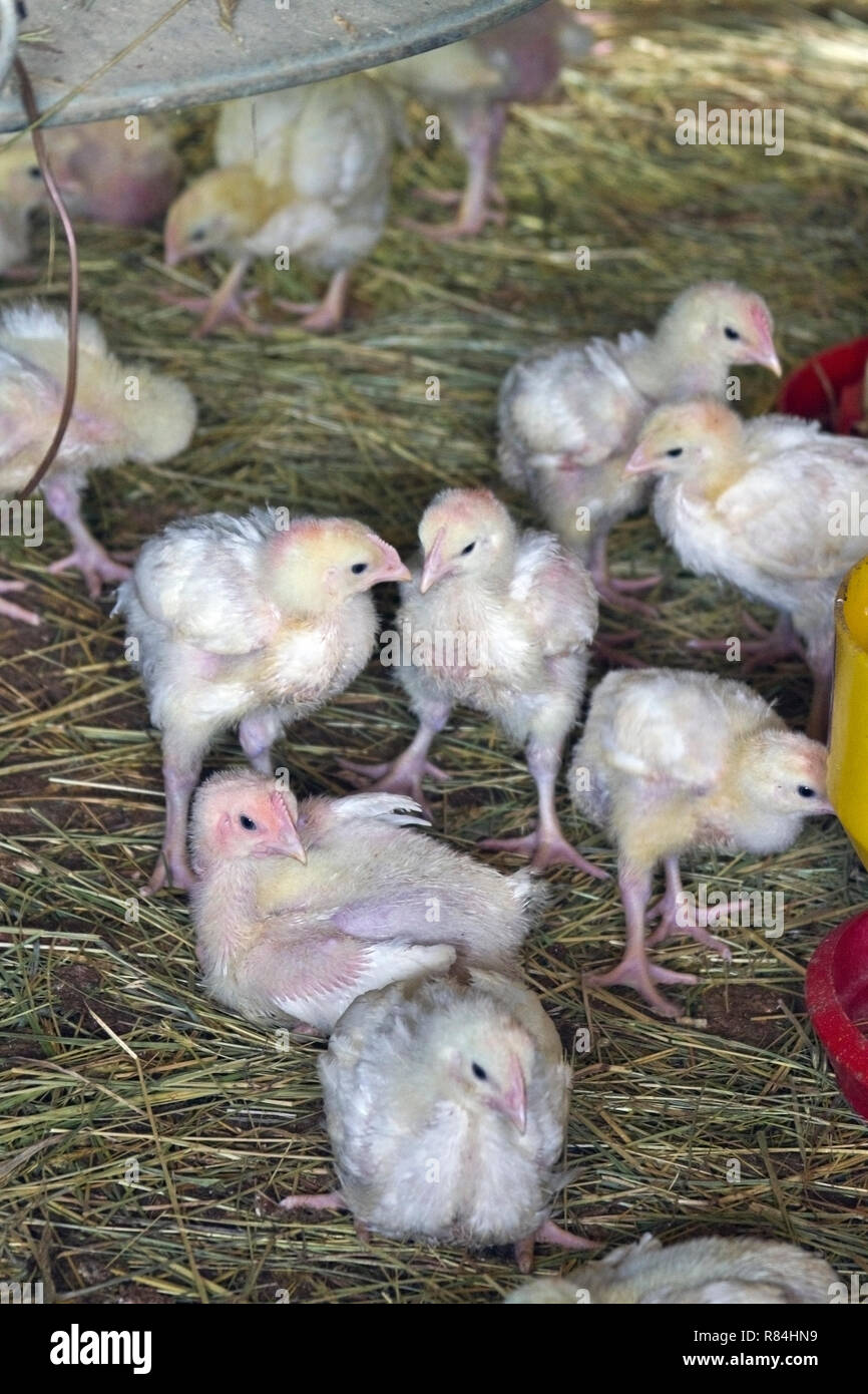Downy feathered, free ranging baby chickens on a farm exploring their