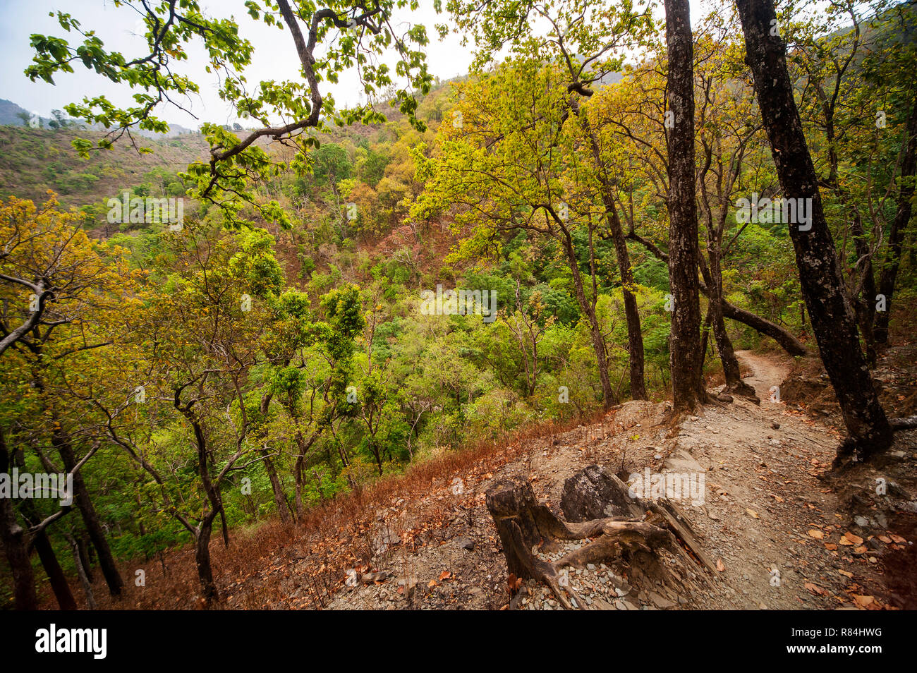 Path on the dense jungle on the remote Nandhour Valley, Kumaon Hills, Uttarakhand, India Stock Photo