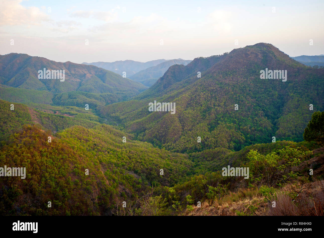 Dense jungle on the remote Nandhour Valley, Kumaon Hills, Uttarakhand, India Stock Photo