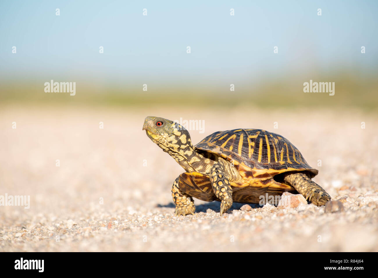 Plains Box Turtle, (Terrapene ornata ornata), Hamilton co., Kansas, USA