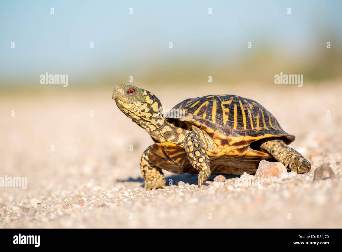Plains Box Turtle, (Terrapene ornata ornata), Hamilton co., Kansas, USA