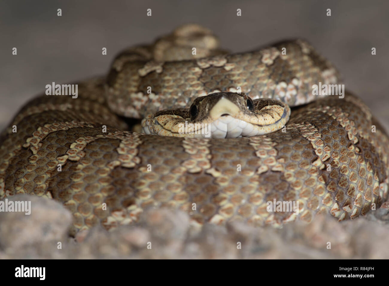 Eastern hognose snake playing dead - Heterodon platyrhinosj Stock