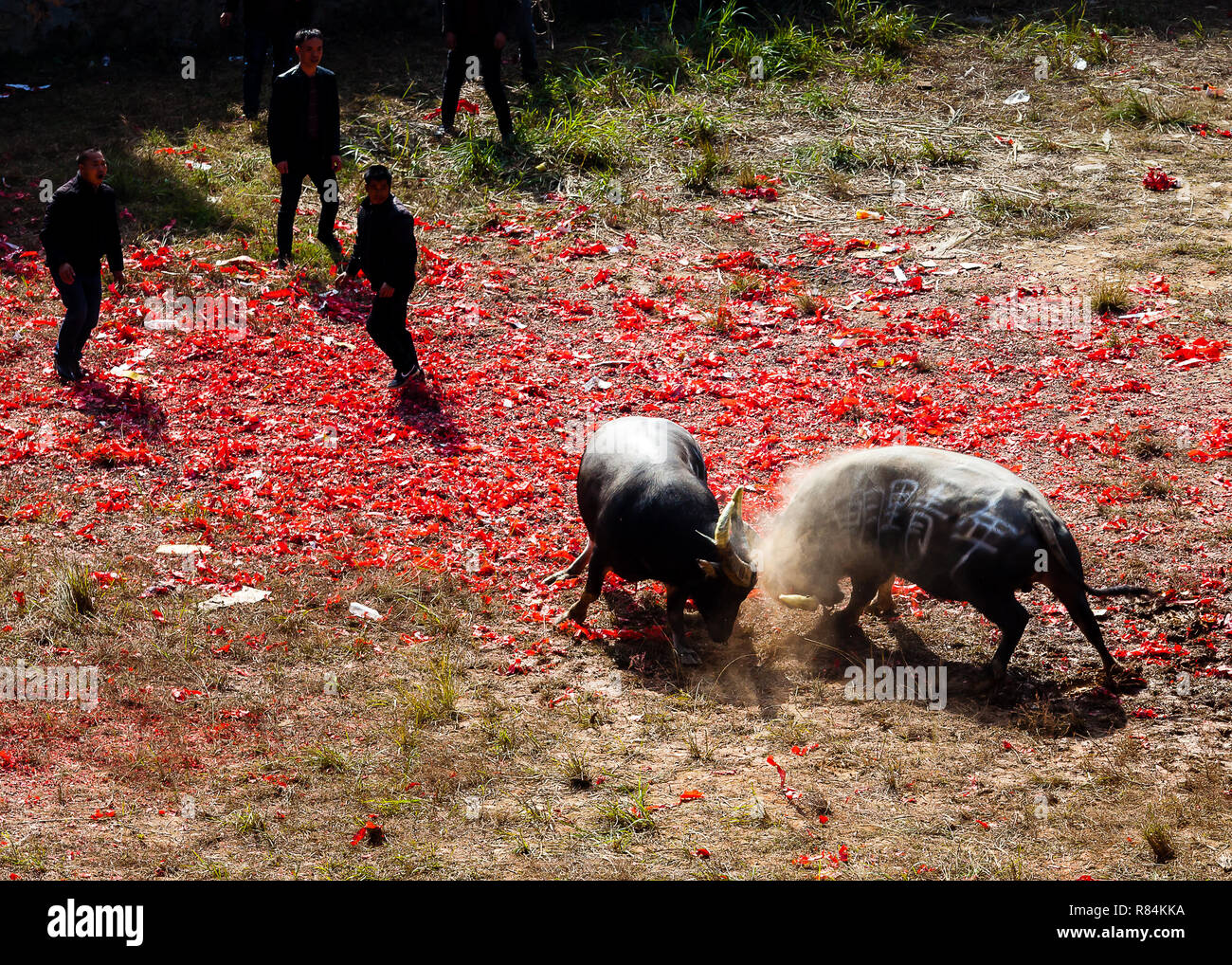 Water buffalo fighting festival in Heko village Guizhou province China