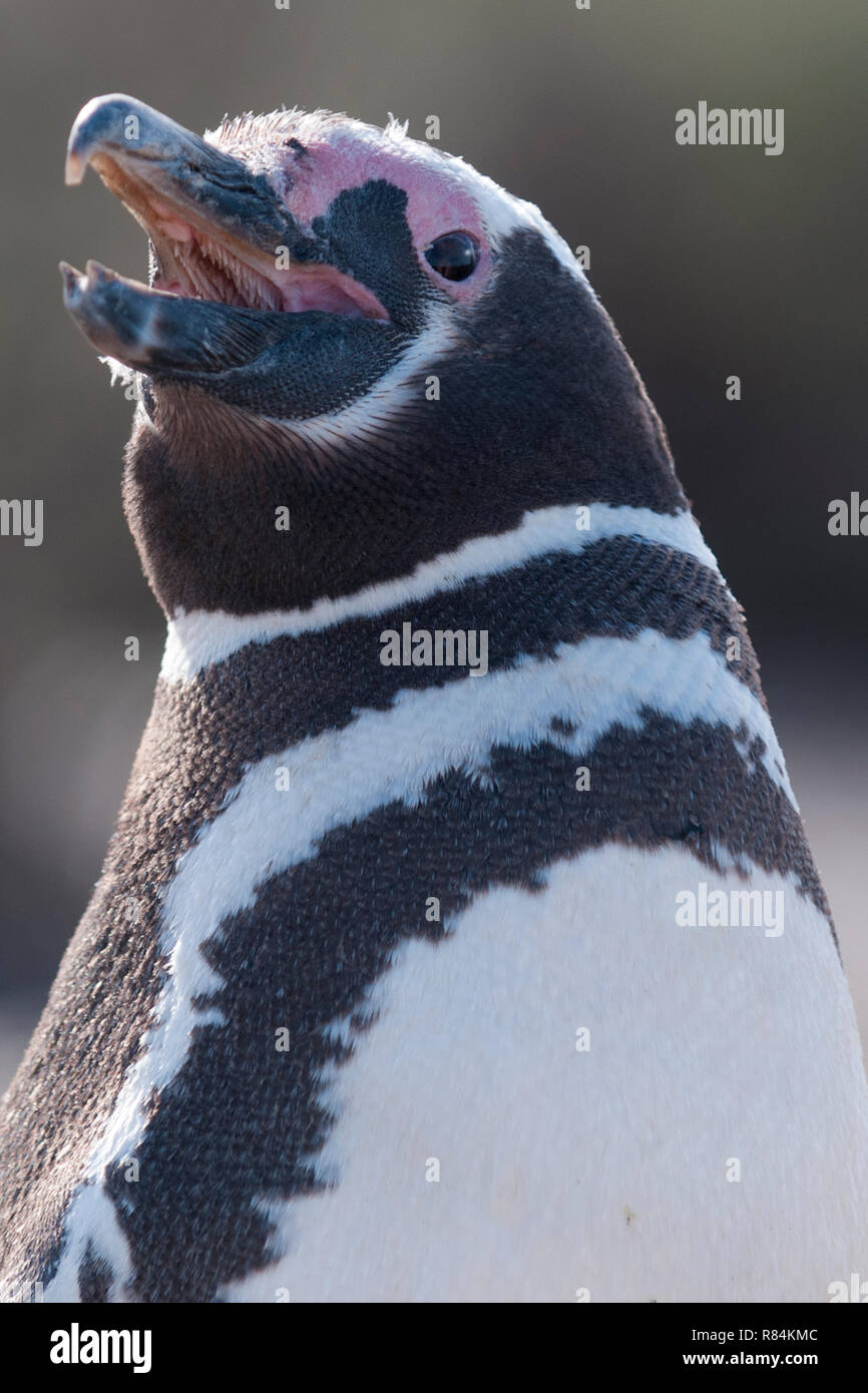 magellanic penguin portrait punta tombo peninsula valdes argentina Stock Photo