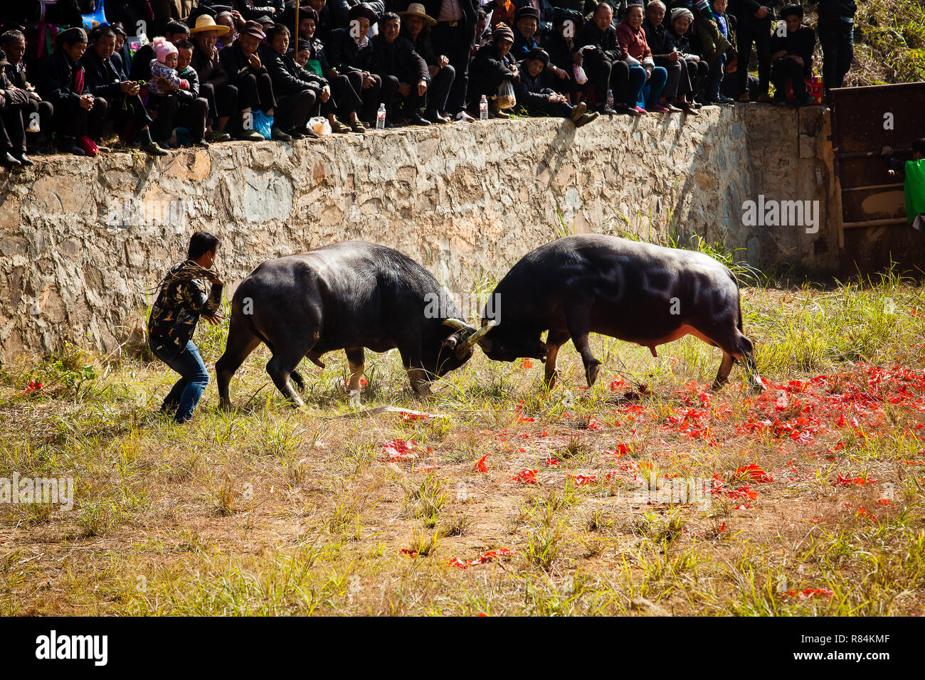 Water buffalo fighting festival in Heko village Guizhou province China