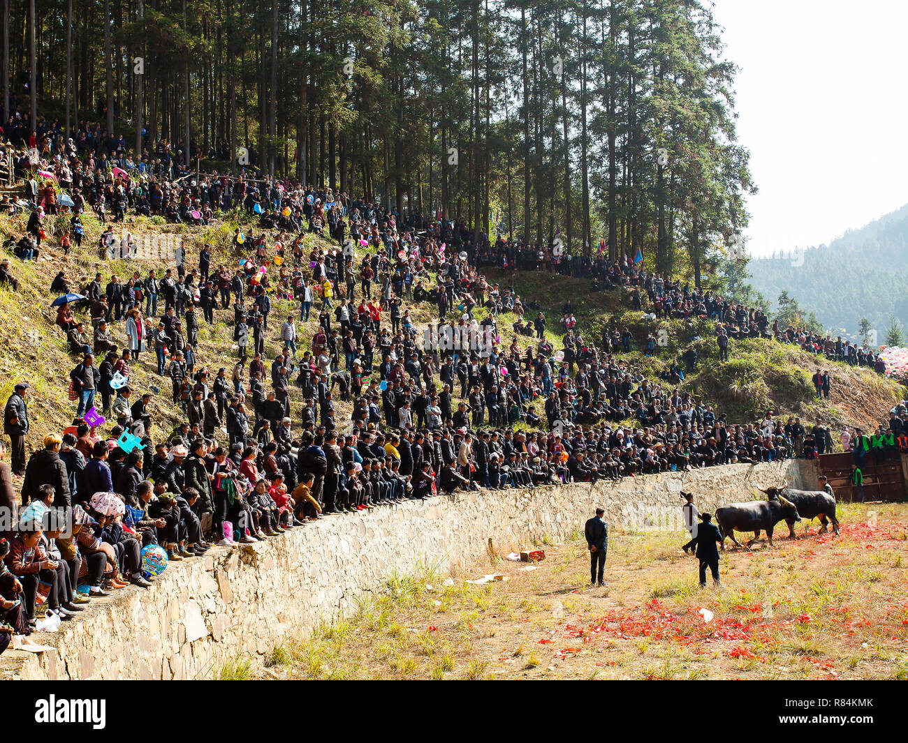 Water buffalo fighting festival in Heko village Guizhou province China