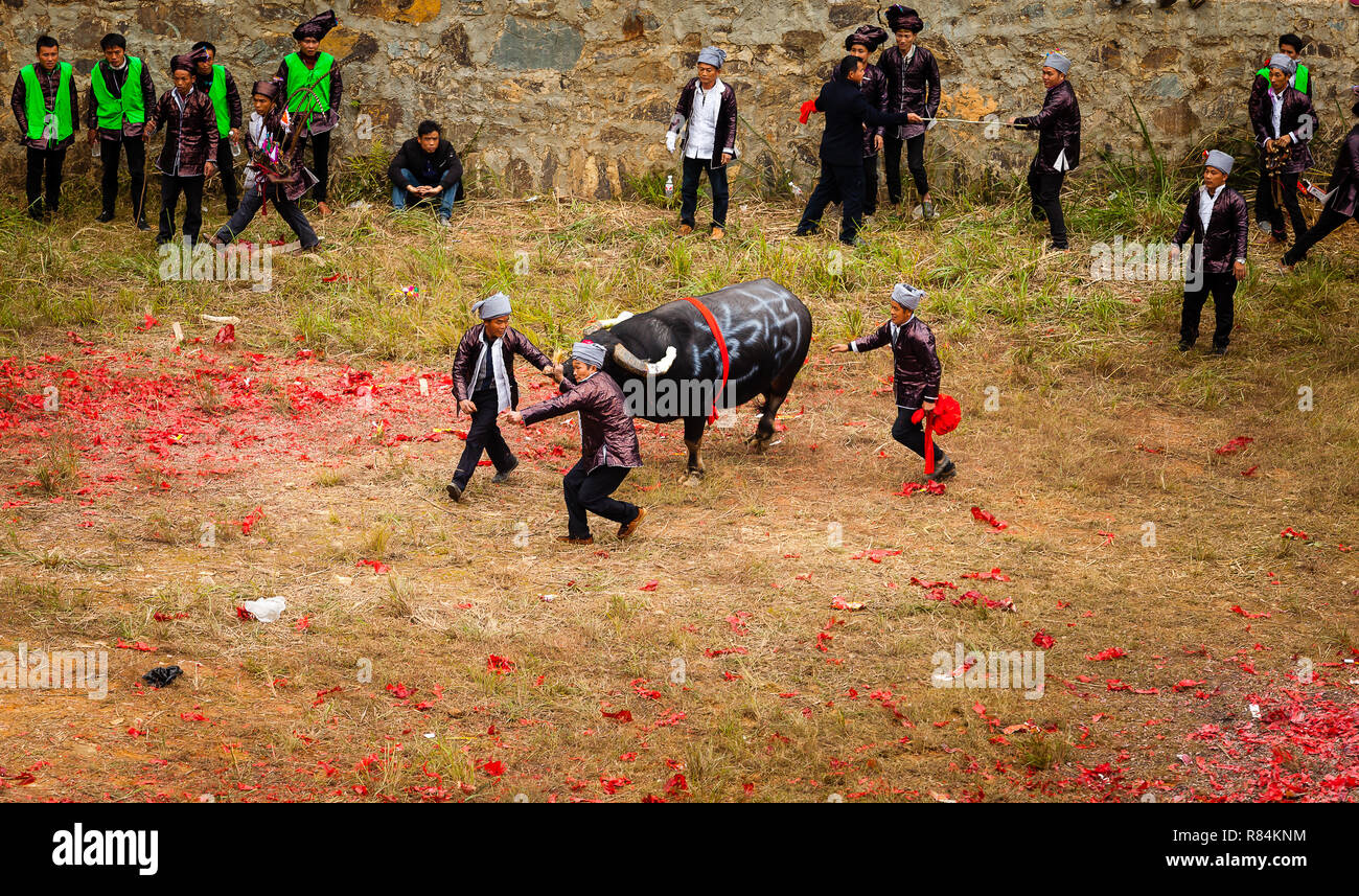 Water buffalo fighting festival in Heko village Guizhou province China