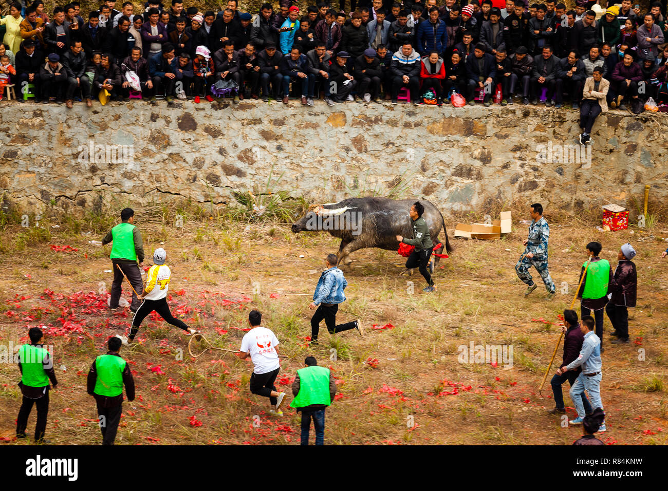 Water buffalo fighting festival in Heko village Guizhou province China