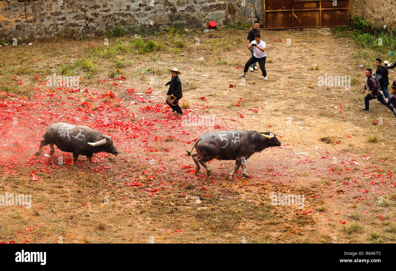 Water buffalo fighting festival in Heko village Guizhou province China