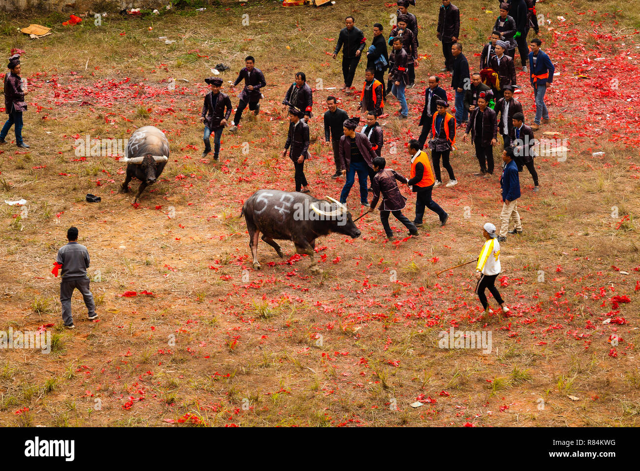 Water buffalo fighting festival in Heko village Guizhou province China