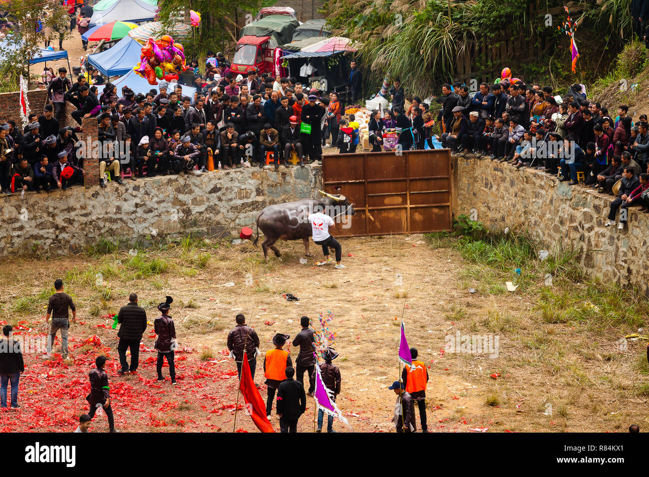 Water buffalo fighting festival in Heko village Guizhou province China