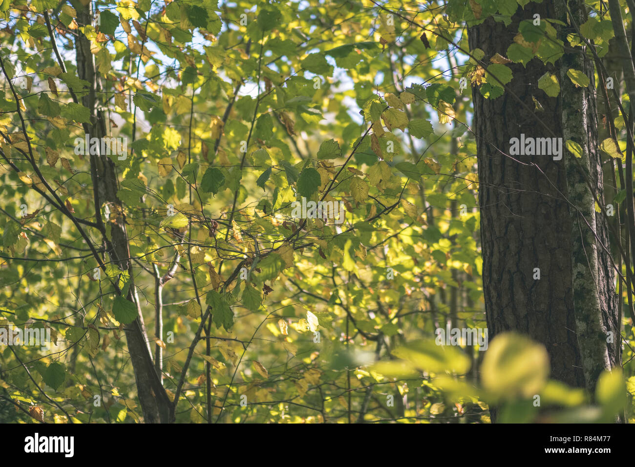 colored tree leaves lush pattern in forest with branches and sunlight ...