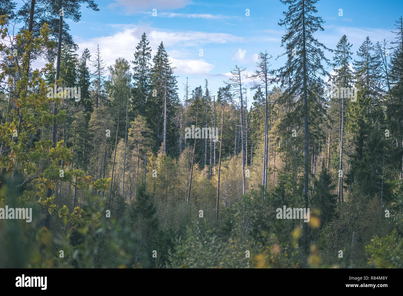 colored tree leaves lush pattern in forest with branches and sunlight ...