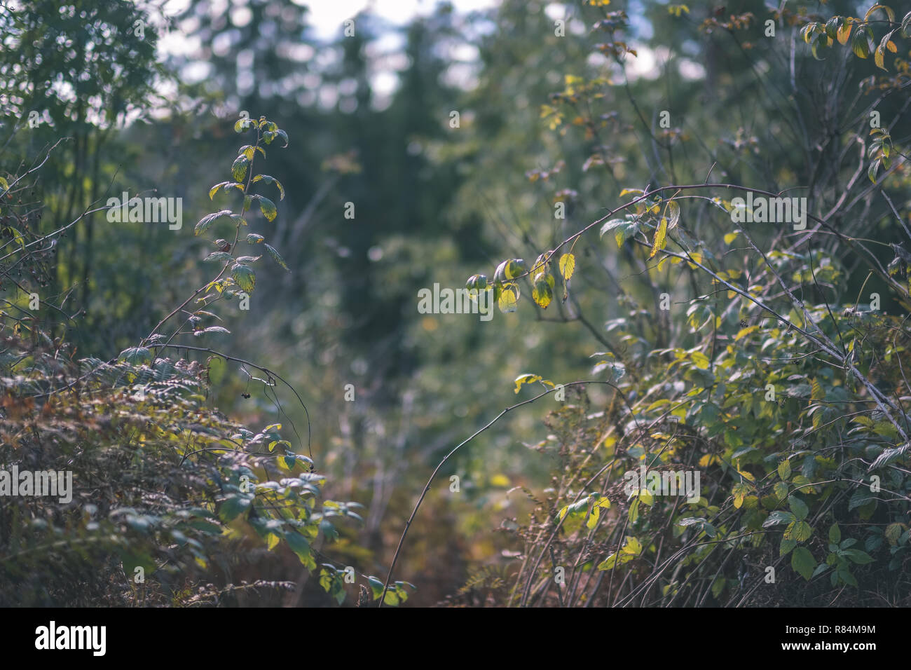 colored tree leaves lush pattern in forest with branches and sunlight ...