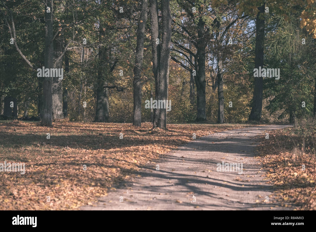 country gravel road in autumn colors with tree alley way on both sides ...